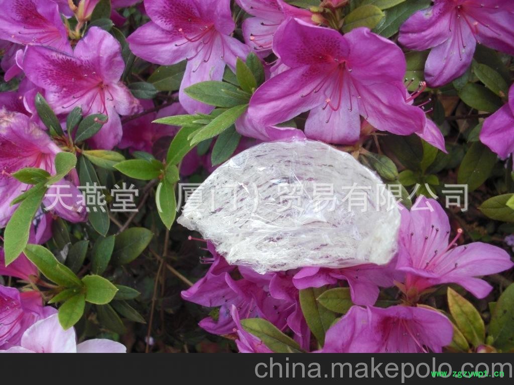 广西燕窝批发 燕窝批发 燕窝技术培训图4