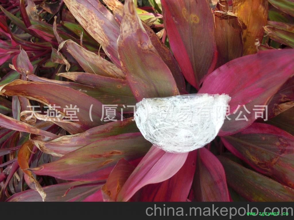 广西燕窝批发 燕窝批发 燕窝技术培训图3