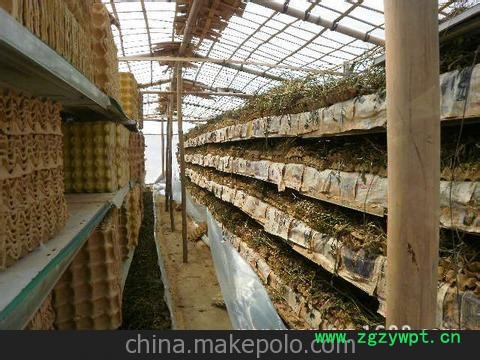 出售干蝎子 活蝎子 欢迎咨询图2