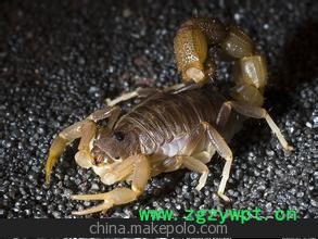 出售干蝎子 活蝎子 欢迎咨询图3