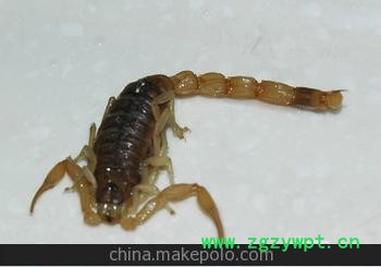 大量批发蝎子/商品蝎子/通货蝎子图3