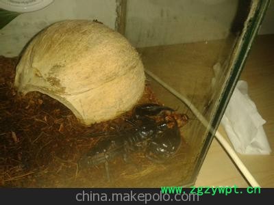 干货/活蝎子药用蝎子 批发 零售图3