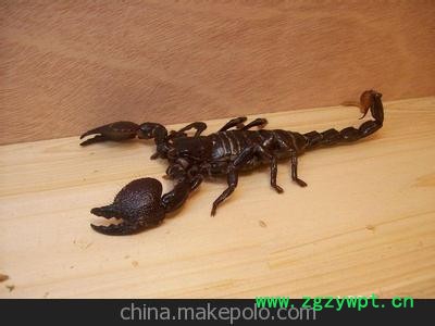 干货/活蝎子药用蝎子 批发 零售图2