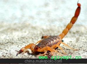 全蝎、活蝎子、冻蝎子、种蝎子 质量保证图3