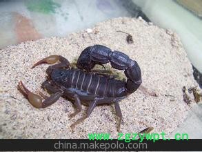 活蝎子养殖 批发 零售图3