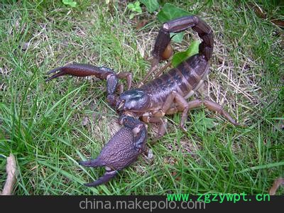 蝎子养殖 的最好鲜活饲料 大麦虫 质量保证