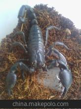 供应优质蝎子，蝎子批发，蝎子图2