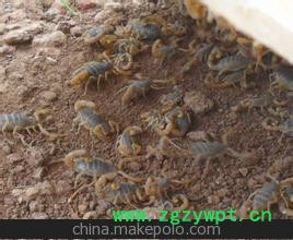 供应优质蝎子，蝎子批发，蝎子图3