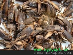 超低价供应优质（冻干）蟋蟀图3