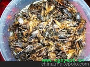 超低价供应优质（冻干）蟋蟀图2