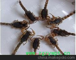 金运一号独有蝎子养殖技术