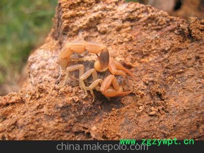 蝎子/批发/活蝎子/药用蝎子、长期供应图2