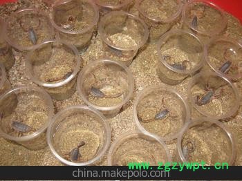 供应全国活蝎子 全蝎 全虫图2