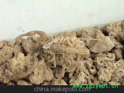 全蝎 中药材蝎子 批发图3