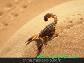 全蝎 中药材蝎子 批发图2