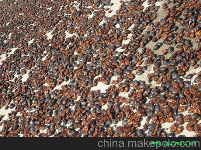 安吉绍兴诸暨上虞嵊州绍兴新昌土元养殖图2