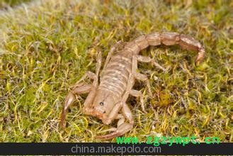 蝎子购销部 常年购销蝎子 活蝎子图2