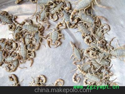 蝎子购销部 常年购销蝎子 活蝎子图3