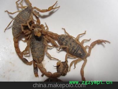 供应大量优质蝎子 食用蝎子 味美价廉图2