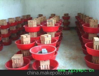 供应高质量蝎子 蝎子种 蝎子苗 专业养殖图3