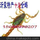 众旺中草药种植专业合作社 供应药用食用全蝎 优质活蝎