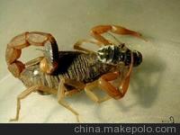 金运一号小孙蝎子养殖图2