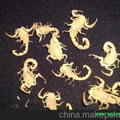 金运一号小孙蝎子养殖