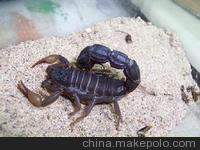 金运一号小孙蝎子养殖图3