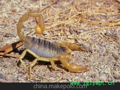 供应各种食用药用蝎子图2