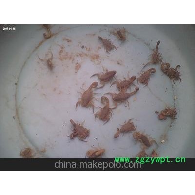 供应各种食用药用蝎子