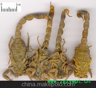 低价销售蝎子 干蝎子 冻蝎子图3