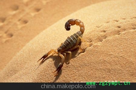 低价销售蝎子 干蝎子 冻蝎子图2