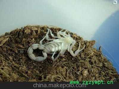 蝎子养殖 蝎子 治风湿 壮筋骨 药食两用图3