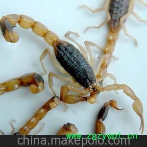 蝎子养殖 蝎子 治风湿 壮筋骨 药食两用图2