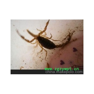 种蝎彩玲养殖厂家直销