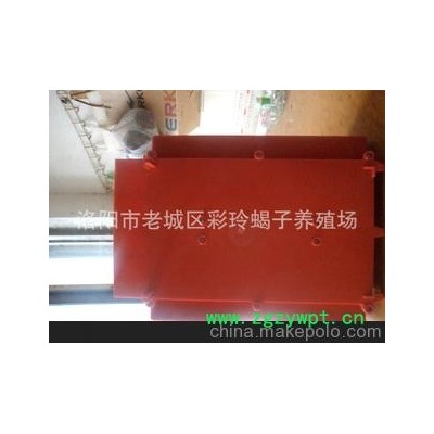 活蝎、冻蝎、干蝎、彩玲养殖厂家直销