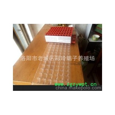 彩玲养殖厂家直销商品蝎、活蝎、冻蝎、干蝎