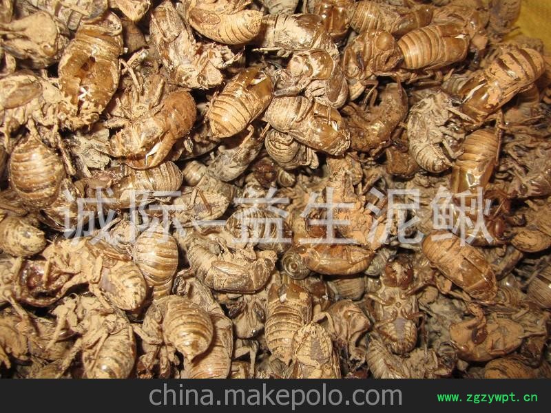中药材 蝉蜕 正品 知了壳产地直销图3