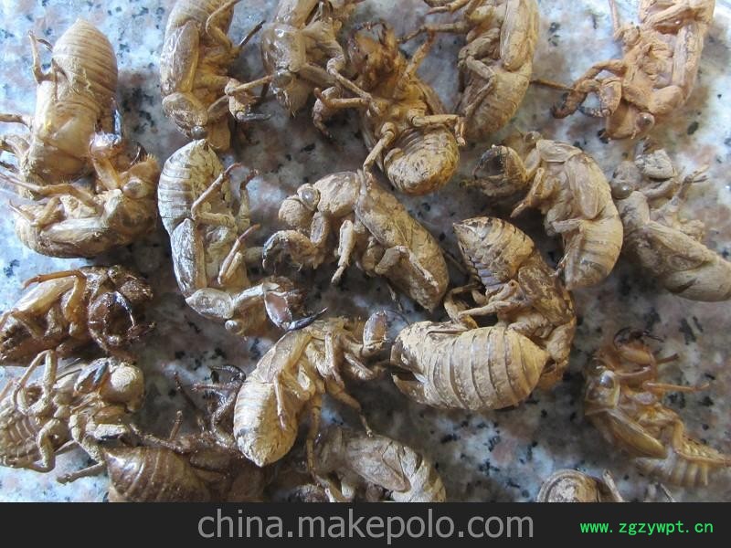 中药材 蝉蜕 正品 知了壳产地直销图2