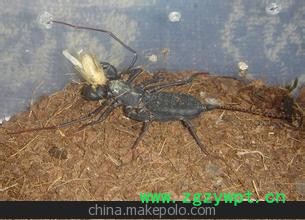 购销蝎子 种蝎 母蝎图3