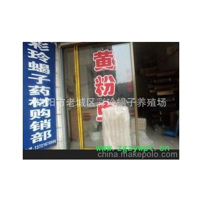 种蝎、活蝎、冻蝎等动物原药材-彩玲养殖厂家直销