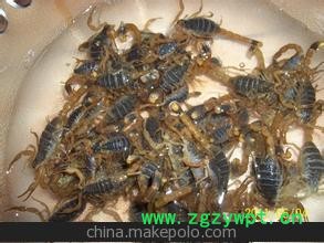 优质蝎子种苗 蝎子养殖 种蝎批发供应图3