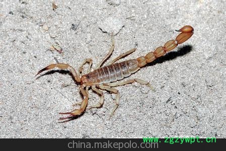 优质蝎子种苗 蝎子养殖 种蝎批发供应图2