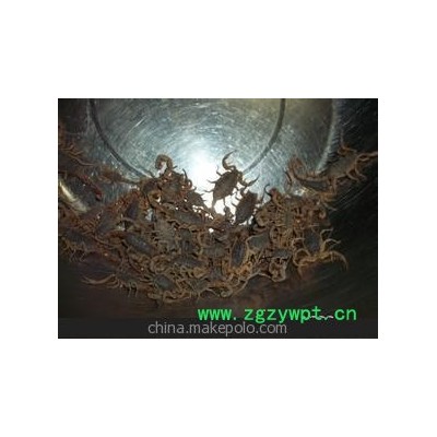 蝎子 全蝎 欢迎咨询