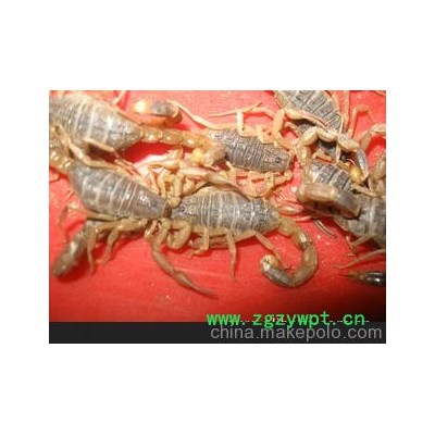 种蝎、干蝎、彩玲养殖厂家直销