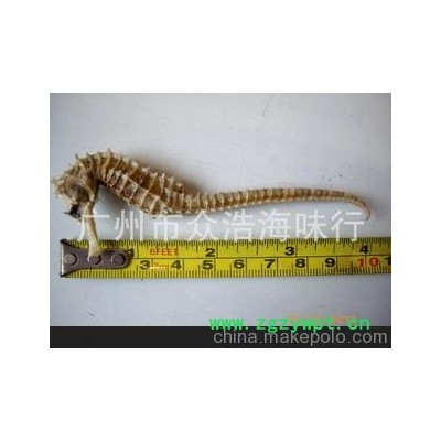 海马、清水海马