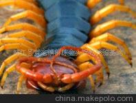 养殖蜈蚣--合作方作图3