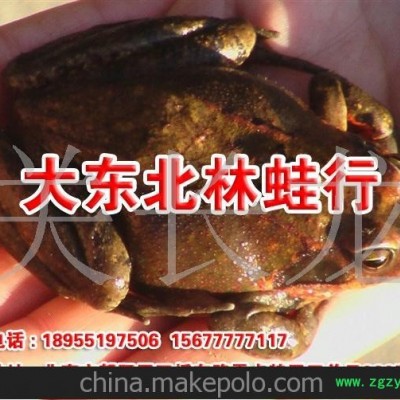 多条林蛙线油 多条雪蛤