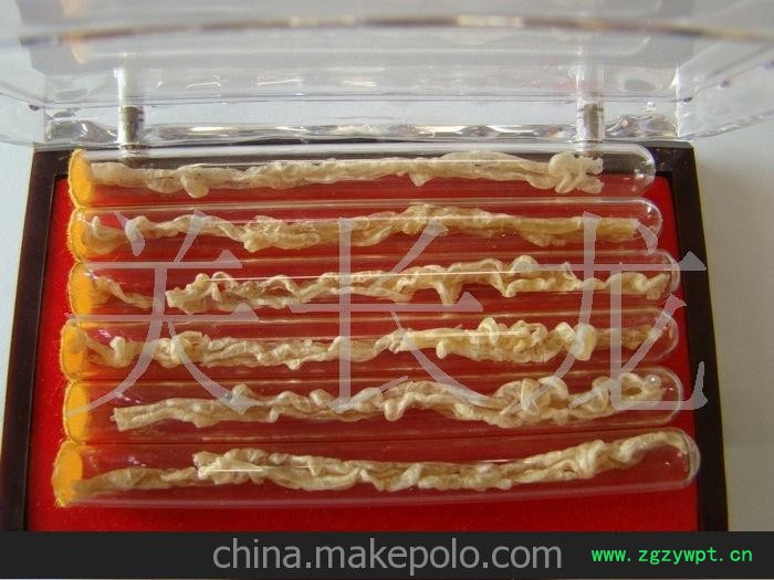 多条林蛙线油 多条雪蛤图3