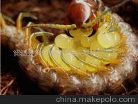 蜈蚣、养殖蜈蚣、品种介绍图3